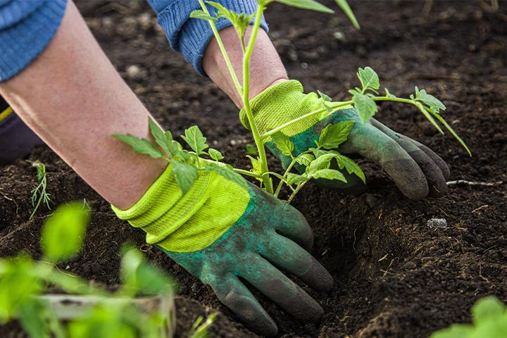 Organic Topsoil And Mulch Delivery Suffolk County