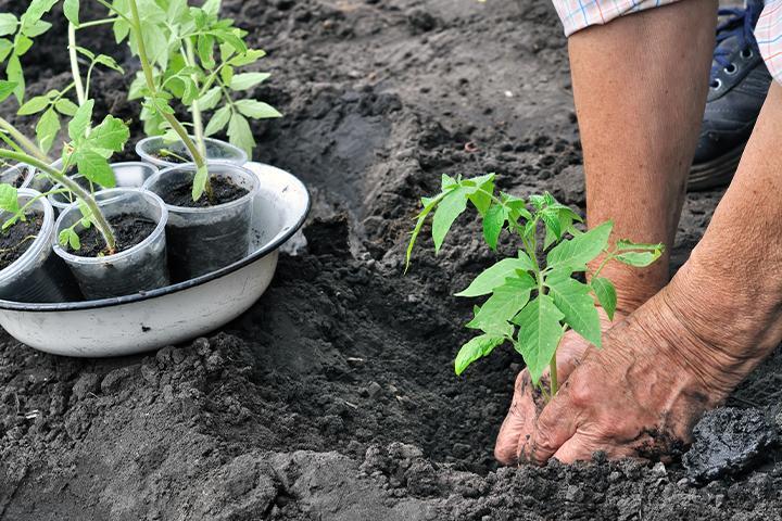 Organic Topsoil Suffolk County