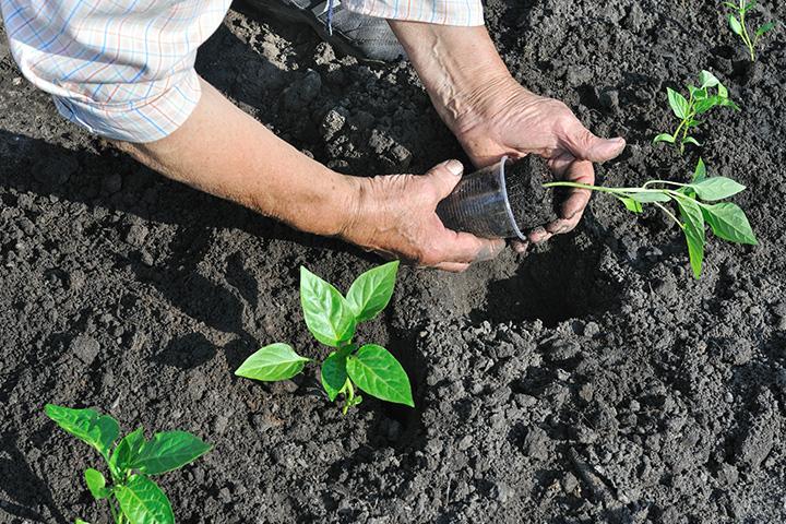Organic Topsoil And Mulch Suffolk County